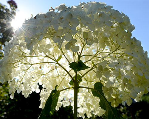 hortensia