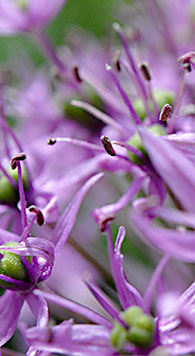 kirgisisk lök, blommande