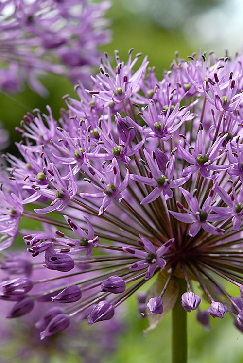 blommande läkväxt